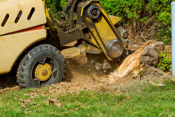 Reliable St George, SC Tree Service Solutions